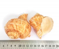 Rapana rapiformis - Реповидная рапана, 60-100 мм 95-105 г