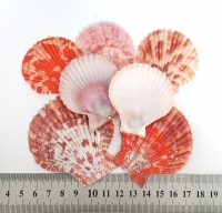 Mimachlamys sanguinea - Благородный гребешок, 55 - 75 мм 35-45 г