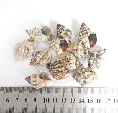 Thais malayensis, 25 - 40 мм 35-45 г Натуральные морские ракушки для декора